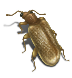 Plaster beetle illustration