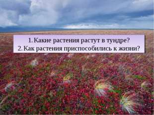 Какие растения растут в тундре? Как растения приспособились к жизни? 