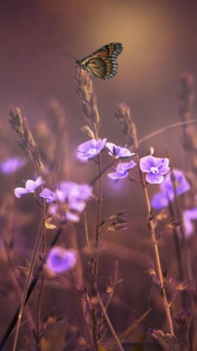 Butterfly on Purple Flowers Tablet Wallpaper