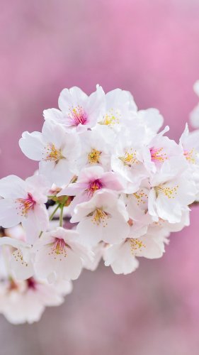 Spring Blossoms Tablet Wallpaper