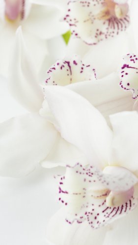 White Orchid Tablet Wallpaper