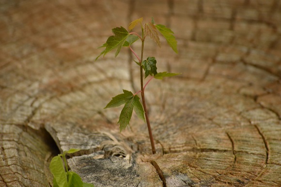 new-or-old-wood