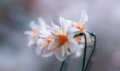 цветы белые блики